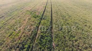 麦田的质地.. 田间幼嫩绿色小麦的背景.. 四架直升机的照片。